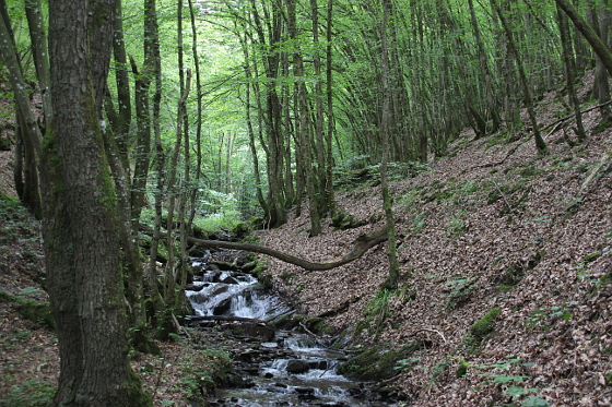 SHS-Traumschleife Baybachklamm