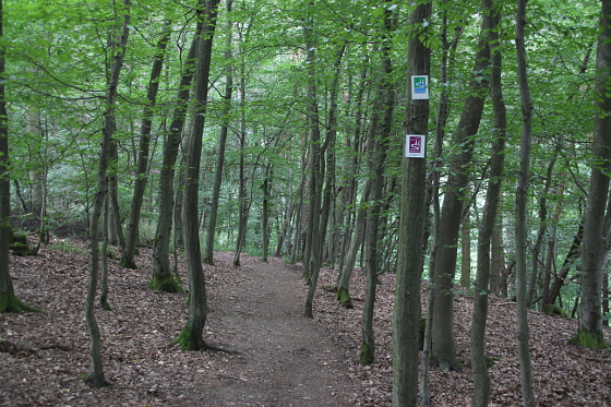 SHS-Traumschleife Baybachklamm