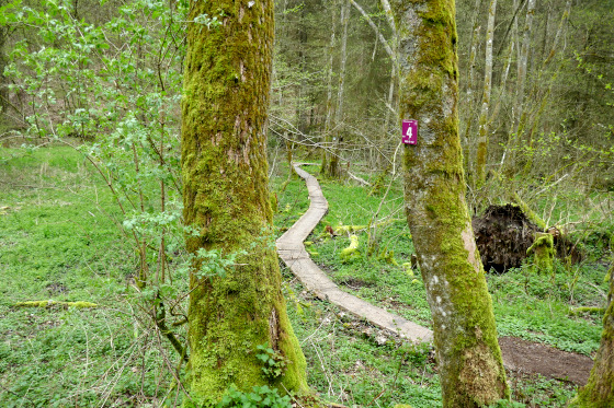 SHS-Traumschleife Hubertusrunde