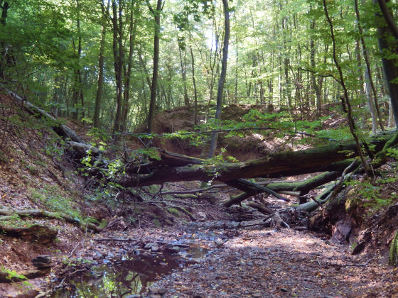 SHS-Traumschleife Mühlenbach-Schluchtentour