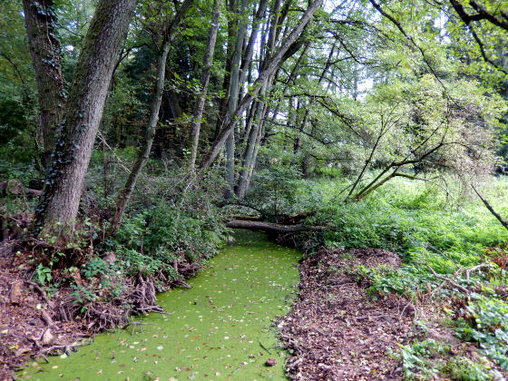 SHS-Traumschleife Mühlenbach-Schluchtentour