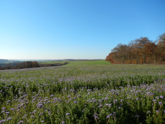 SHS-Traumschleife Manternacher Fiels