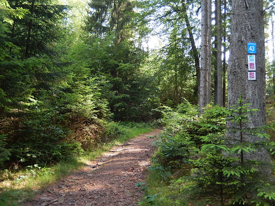 SHS-Traumschleife Saarhölzbachtal